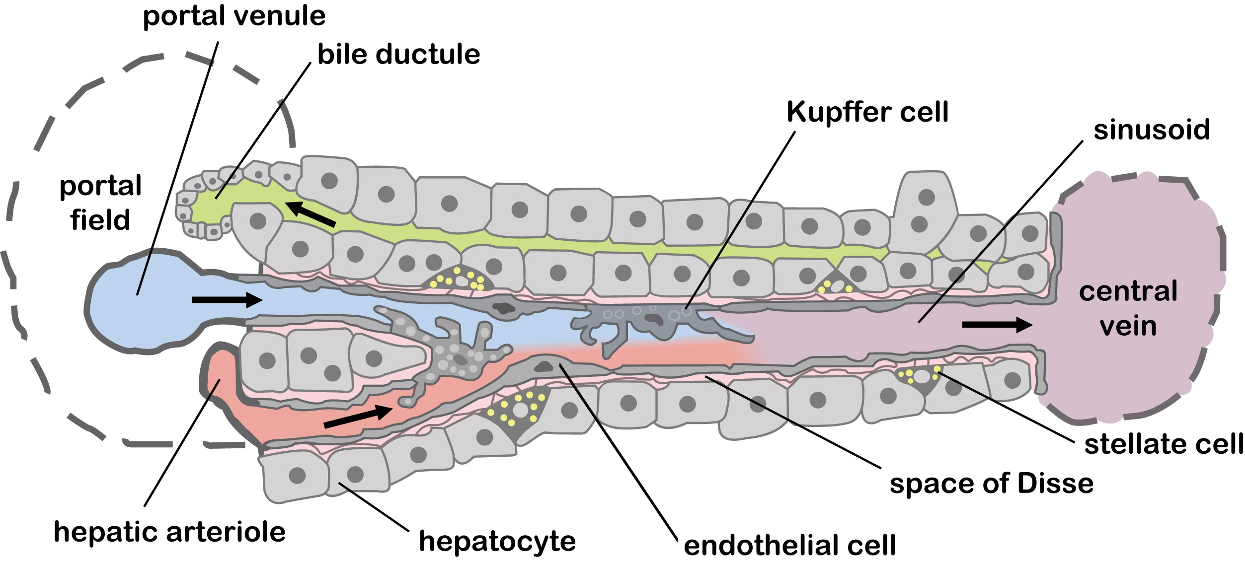 Diagram of the cells of a liver lobule.