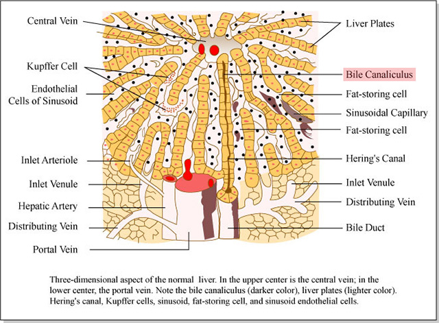 Diagram of the microscopic structure of the liver showing a bile canaliculus.