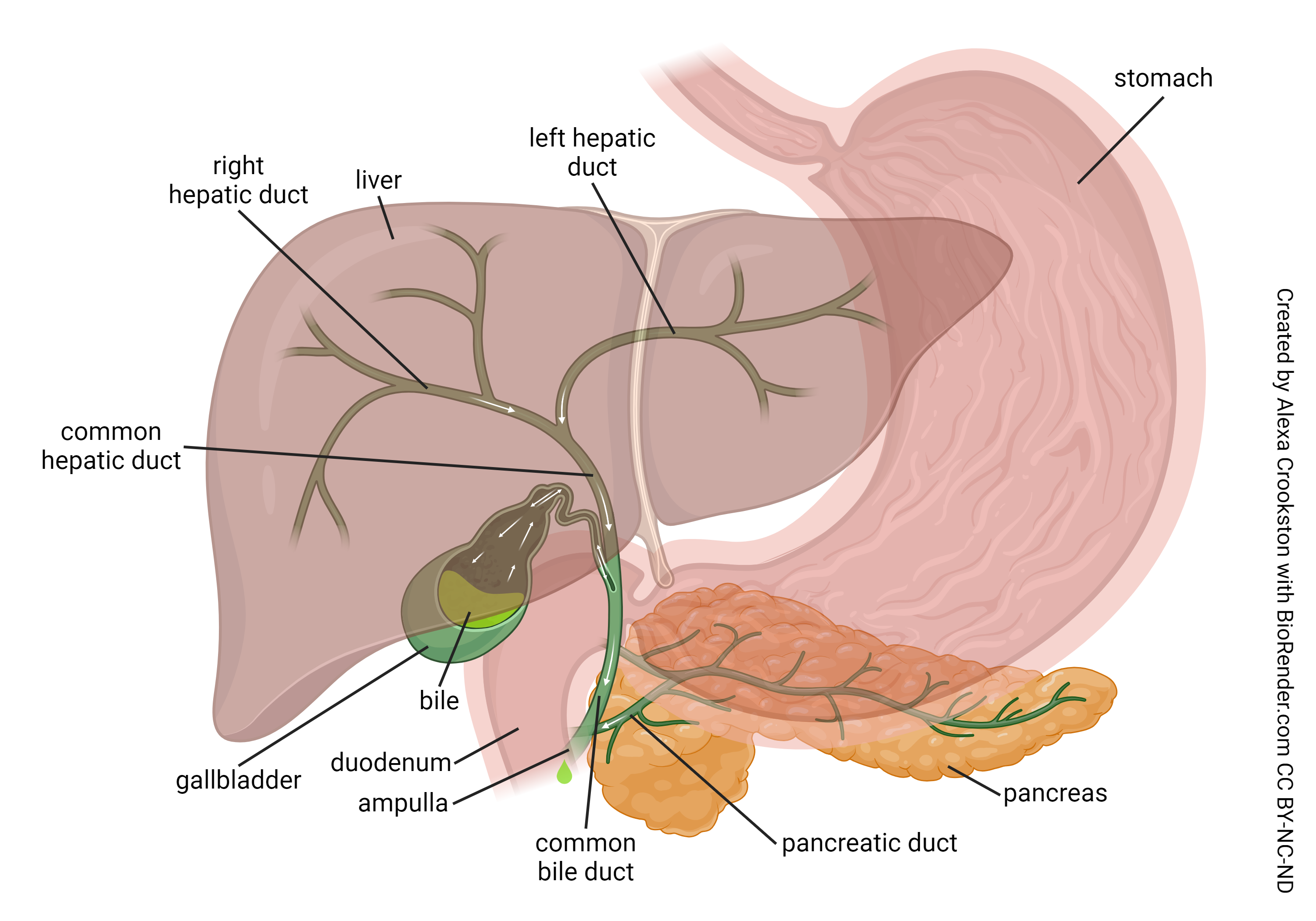 Diagram showing the gross anatomy of the gallbladder and extrahepatic bile ducts.