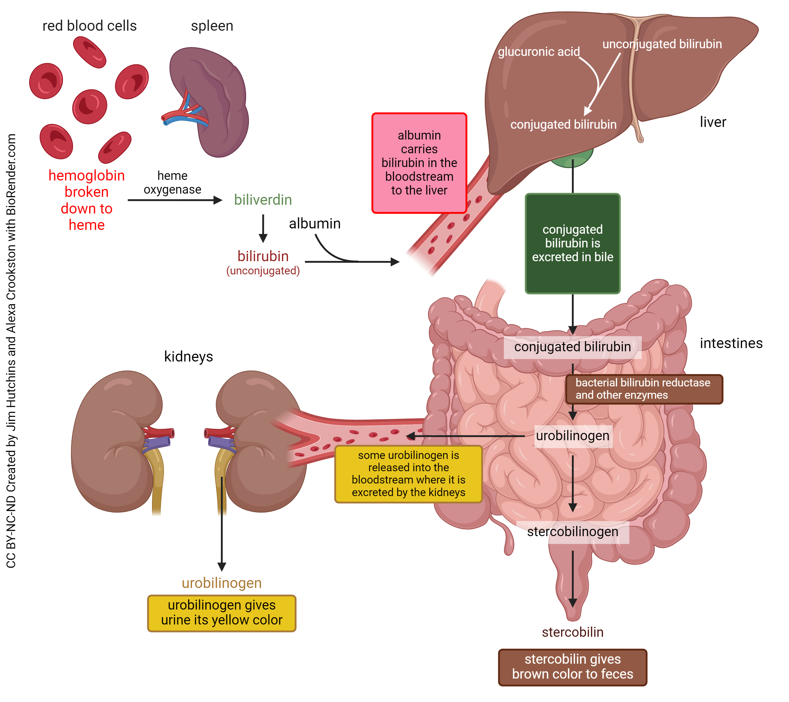 Diagram showing the breakdown of heme from red blood cells and processing of bilirubin and bile into excreted products.