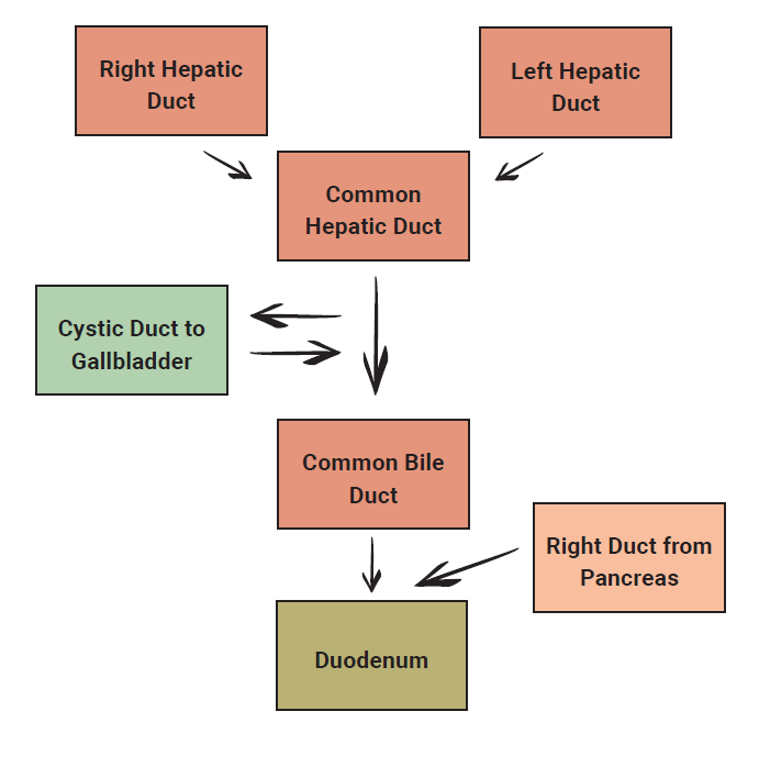 Flowchart showing the flow of bile from the liver to the duodenum.