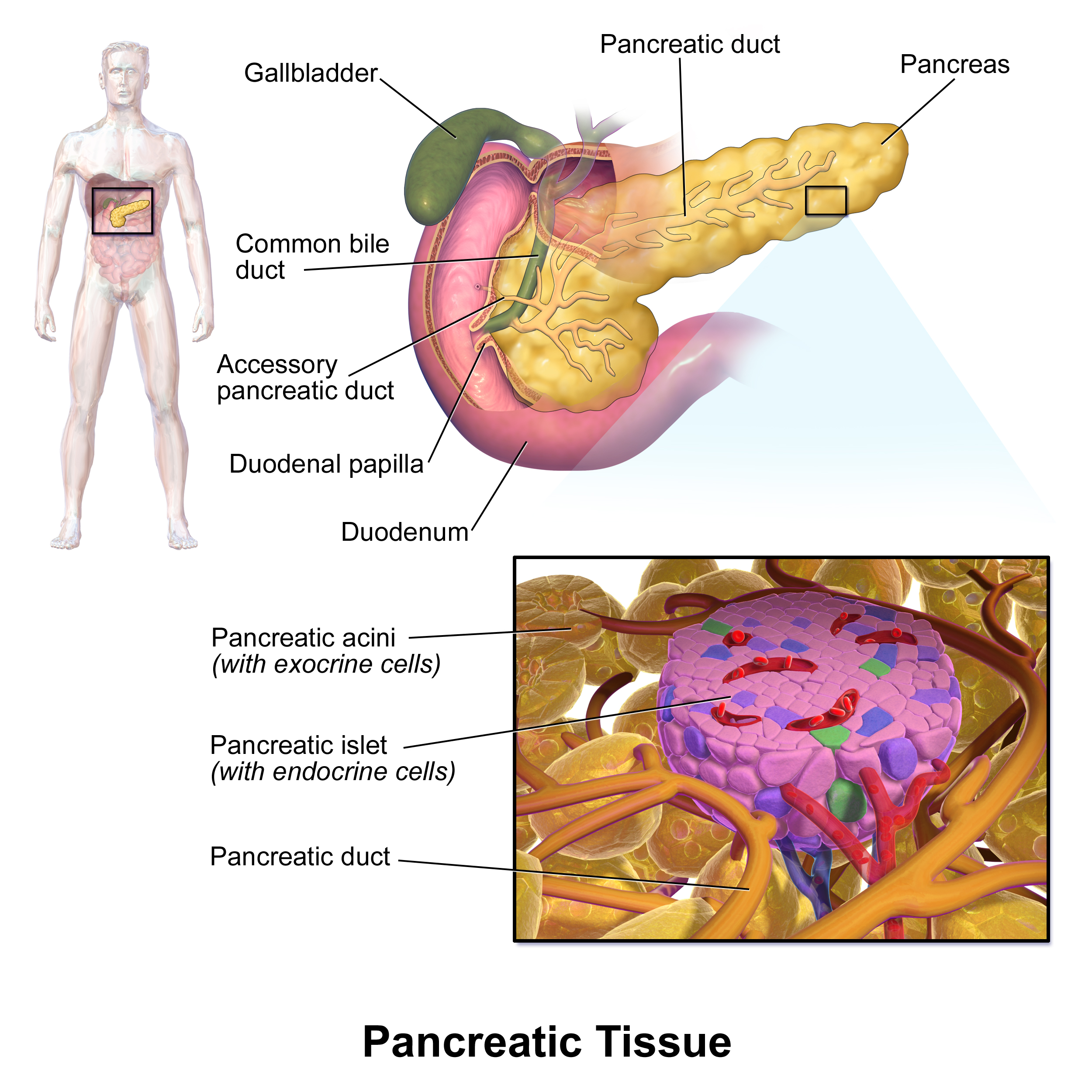 Diagram showing the levels of organization of the pancreas.