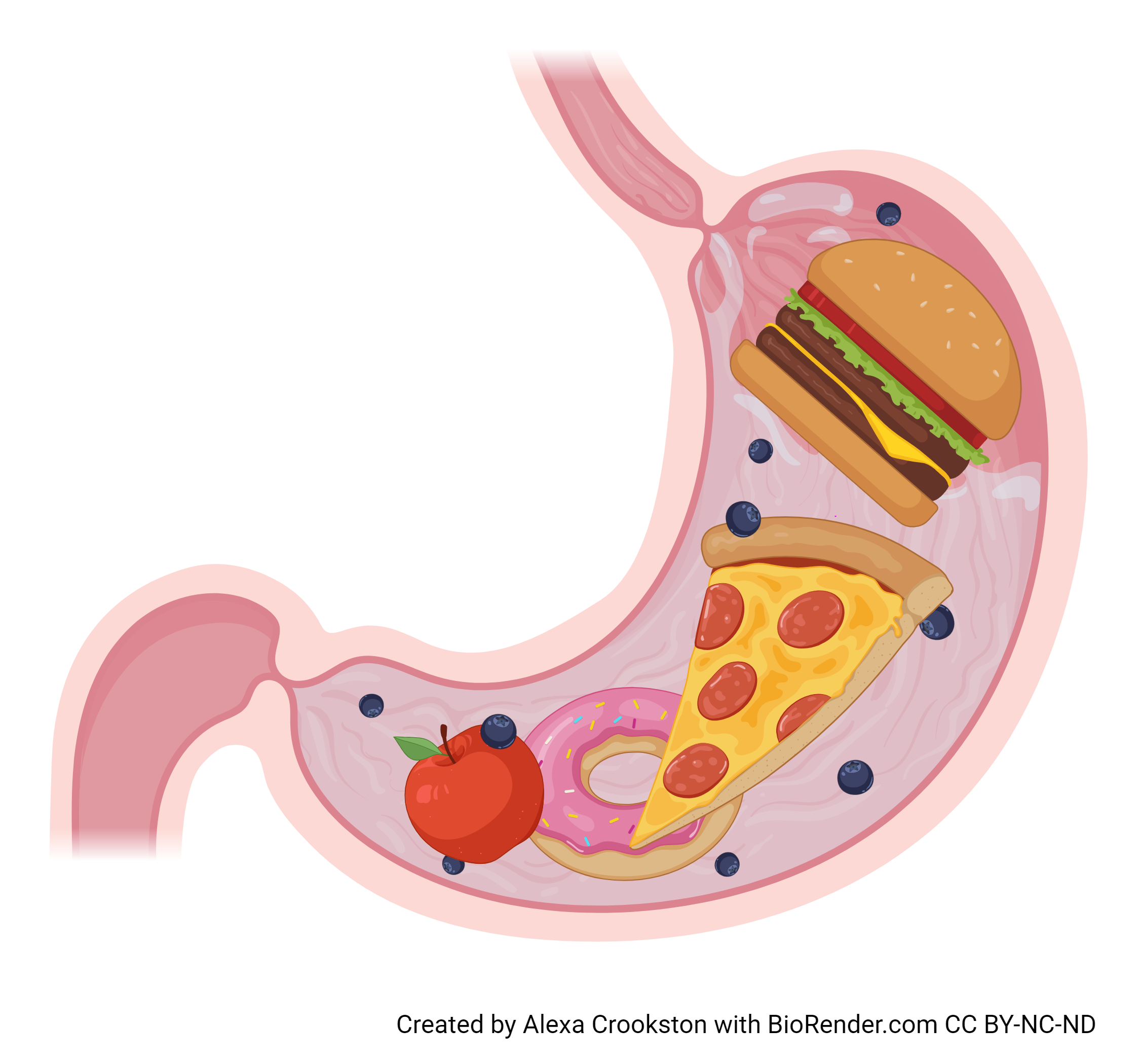 Illustration of the gastric phase of digestion.