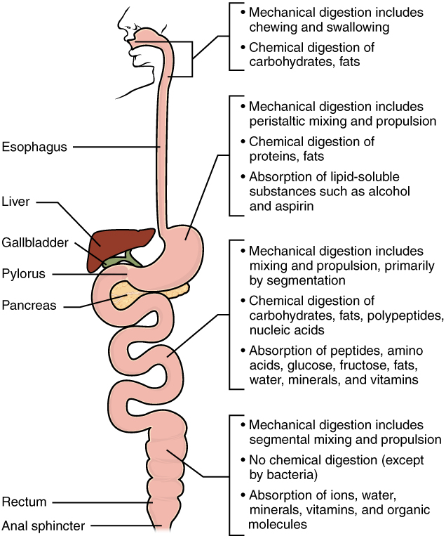 Diagram comparing and contrasting mechanical and chemical digestion at various points in the digestive tract.