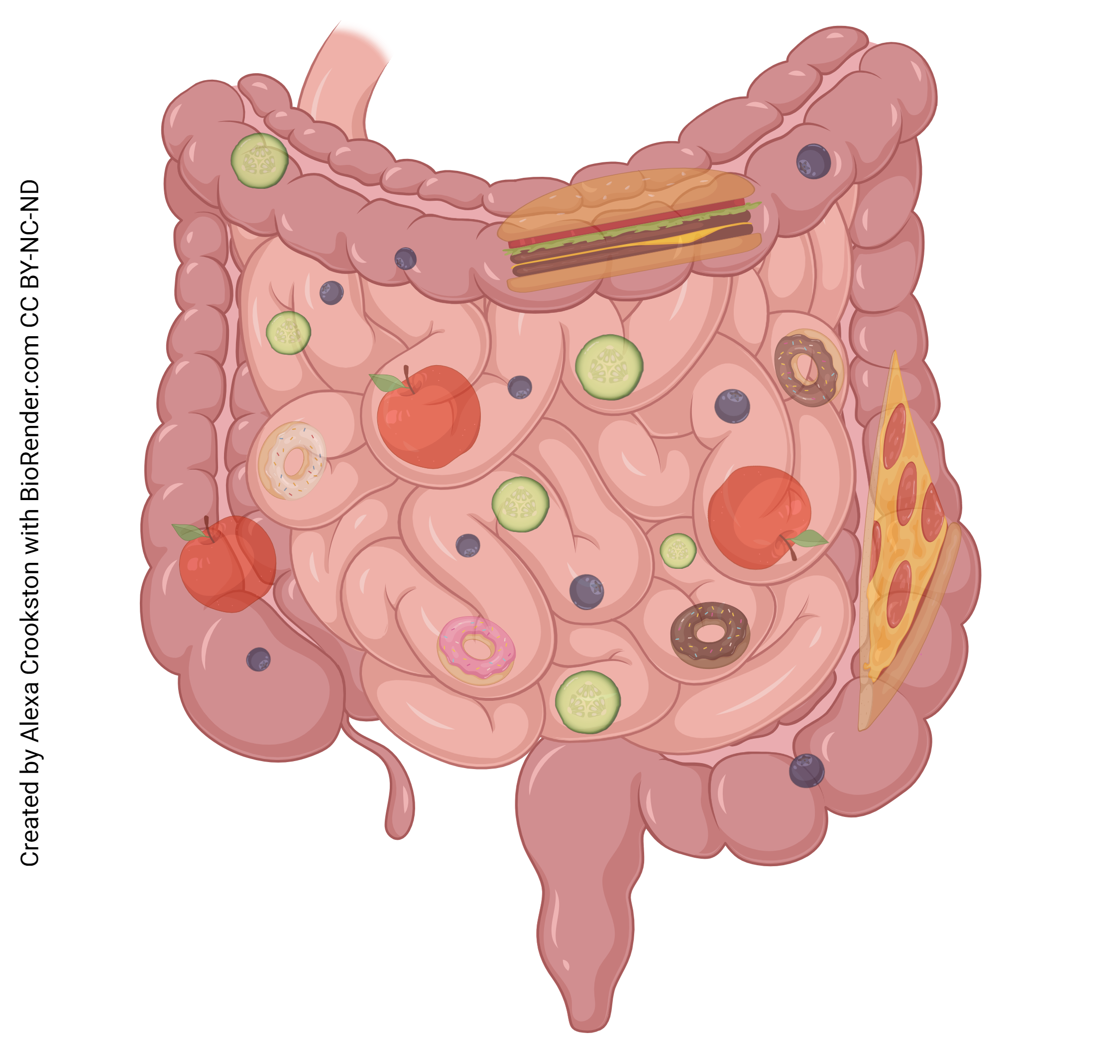 Illustration of the intestinal phase of digestion.