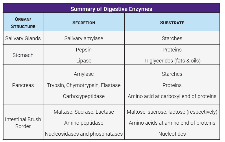 Table summarizing the digestive enzymes.