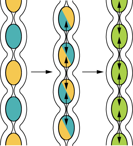 Diagram showing the phenomenon of segmentation.