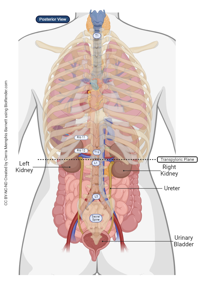 Diagram illustrating the position of the urinary system.