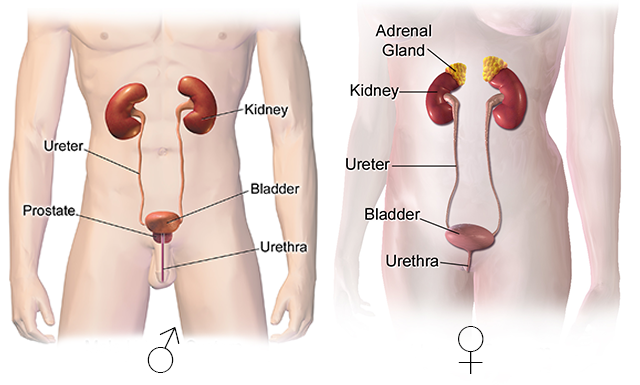 Diagram showing the male urinary system.