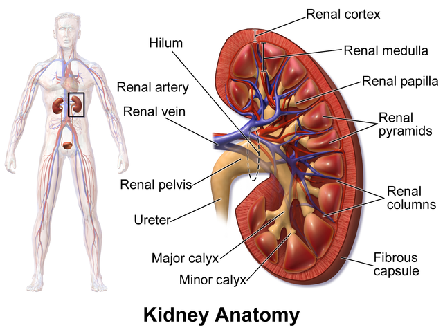 Diagram showing the anatomy of the kidney.