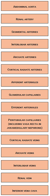 Flowchart showing the order of blood flow through the kidneys.
