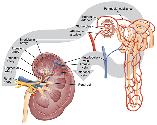 Diagram showing the order of blood flow through the kidneys.