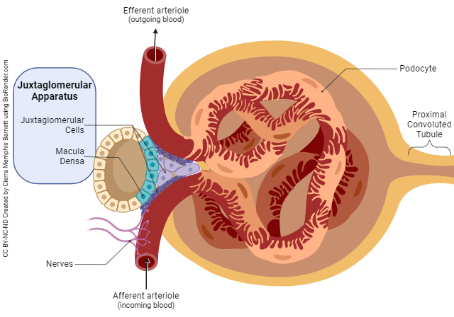 Diagram showing the renal corpuscle and juxtaglomerular apparatus.