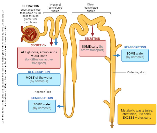 Diagram showing what substances are reabsorbed and secreted in different parts of the nephron.