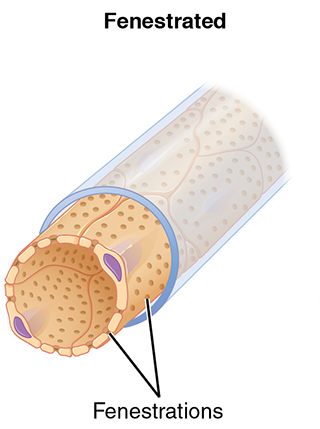 Diagram showing a fenestrated capillary.