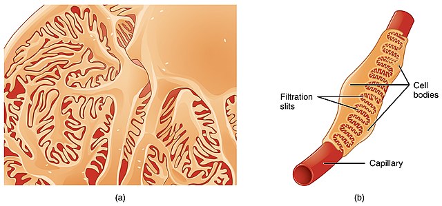 Diagram showing the podocytes of the glomerulus.