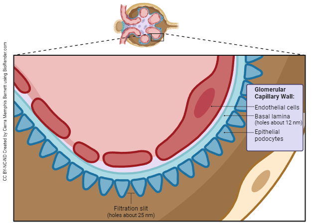 Diagram showing the layers of a capillary in the kidney glomerulus.