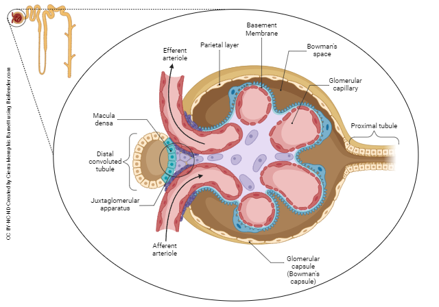 Diagram showing the anatomy of the renal corpuscle (glomerulus + capsule).