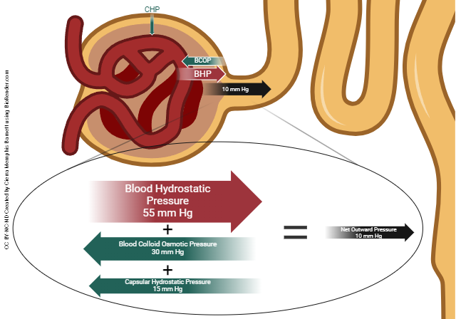 Diagram explaining the sources of different pressures in the glomerulus that contribute to the glomerular filtration rate.