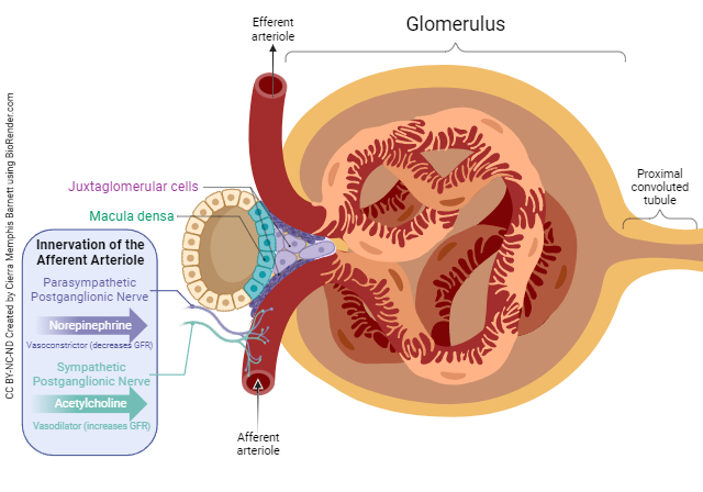 Diagram showing how nerve input regulates the glomerular filtration rate.