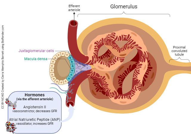 Diagram showing how nerve input regulates the glomerular filtration rate.