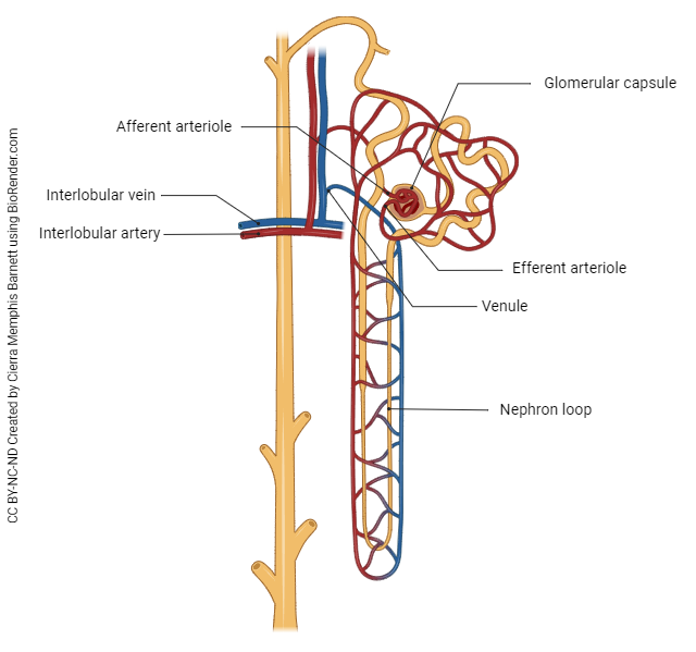 Diagram showing the blood vessels surrounding the nephron.