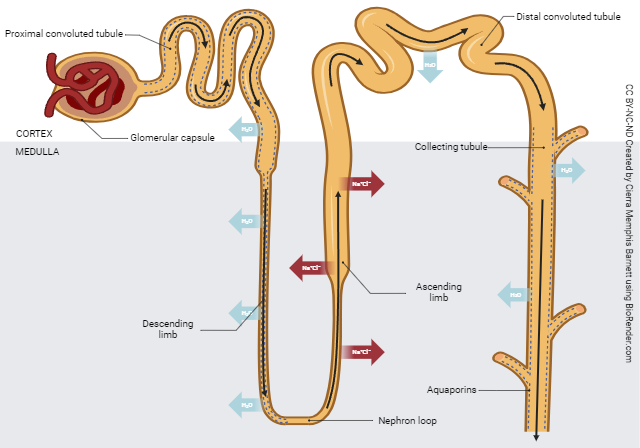 Diagram showing the exchange of water and sodium chloride in the nephron.