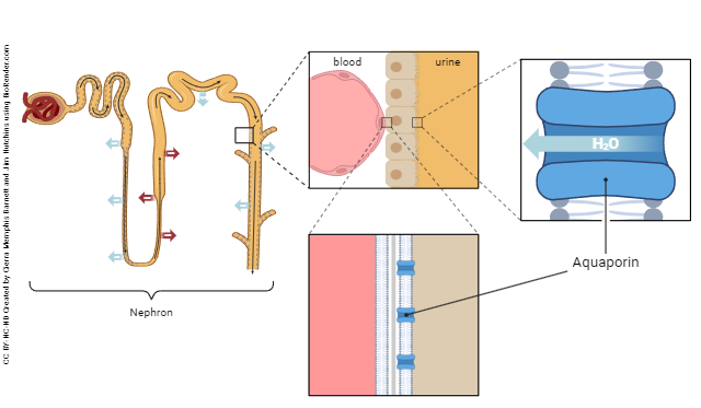 Diagram showing how aquaporins affect water reabsorption in the collecting ducts of the kidney.