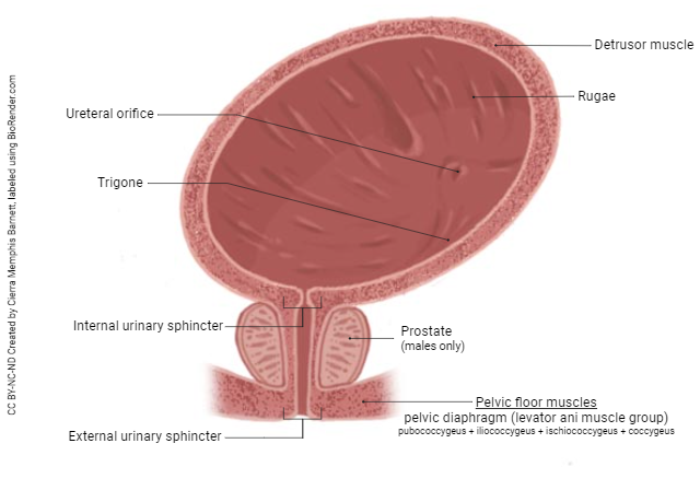 Diagram showing the position of the urethral sphincters.