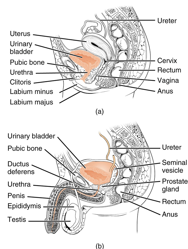 Diagram of the male and female ureters, urinary bladder, and urethra.