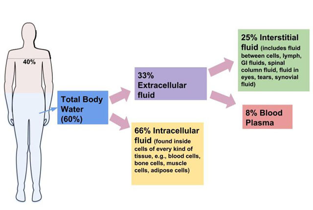 Diagram illustrating the distribution of body water.