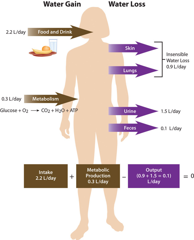 Diagram illustrating daily fluid loss and gain.