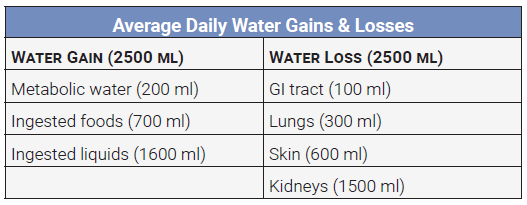 Table listing the daily water gains and losses from various sources.