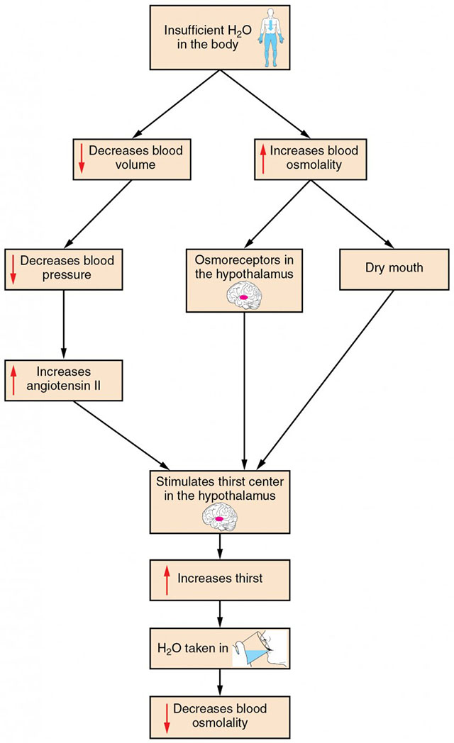 Flowchart showing the origin of the thirst response.