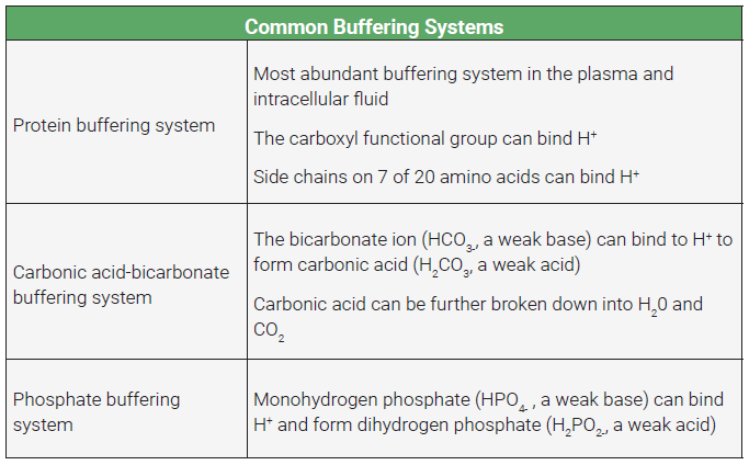 Table of common buffer systems used in the human body.