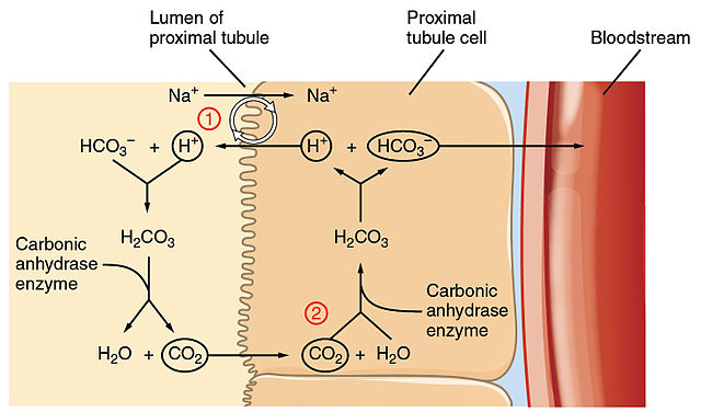 Diagram showing how bicarbonate is conserved by the kidney.