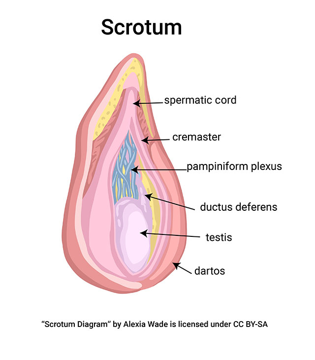 Diagram of the anatomy of the scrotum.