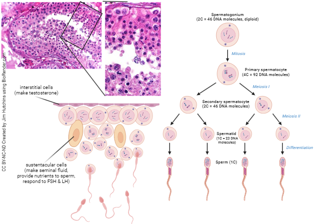 Photomicrograph and diagram showing the process of spermatogenesis.