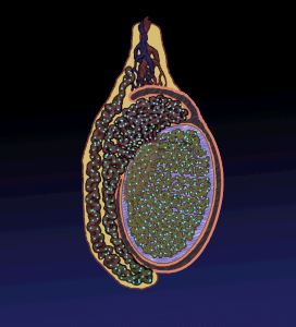 Animation of the process of sperm migration in the testis and epididymis.