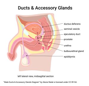 Diagram showing a midsagittal cut through the male pelvis, highlighting the ducts and accessory glands.