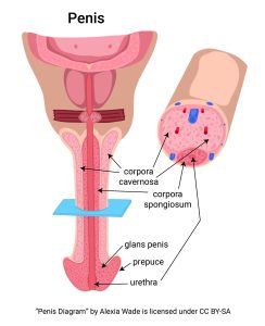 Diagram showing the structure of the penis in longitudinal and cross-section.