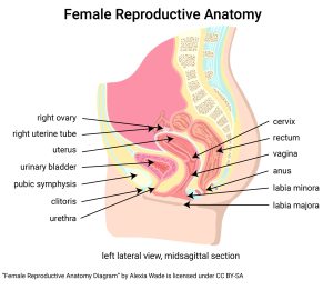 Diagram showing a midsagittal cut through the female pelvis.