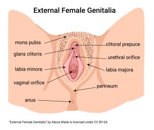 Diagram showing the external anatomy of the female genitalia.