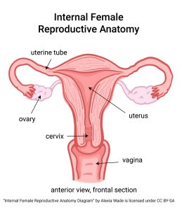 Diagram showing the female ovaries, uterine tubes, and uterus.