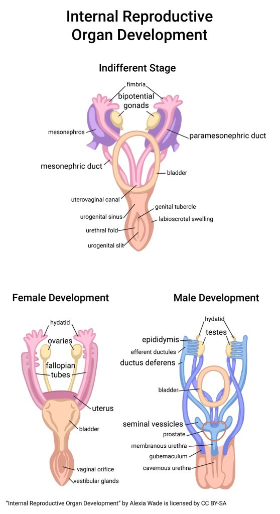 Diagram showing the early embryonic development of reproductive organs.