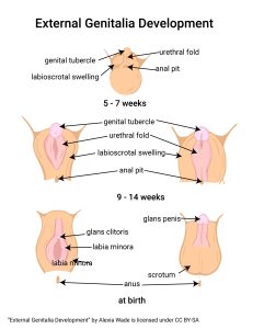 Diagram showing the development of external genitalia in the embryo and at birth.