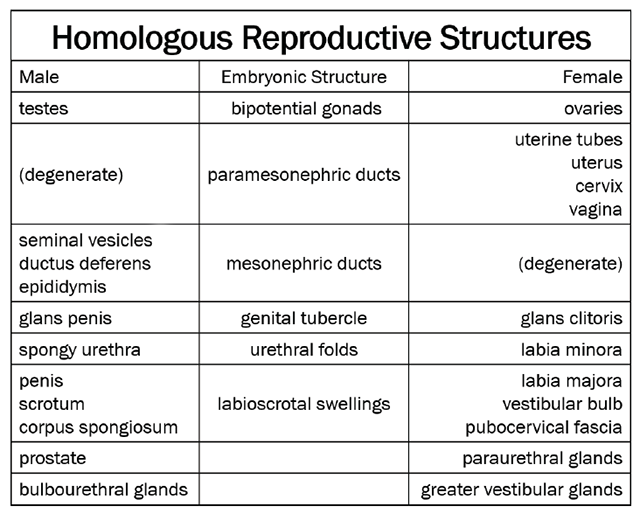 Table listing the homologous reproductive structures in male and female.