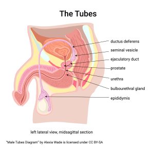 Diagram showing the tubes utilized by sperm as they travel from the scrotum to the outside world.