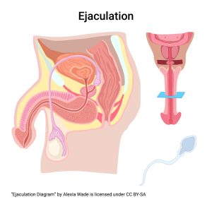 Diagram showing the anatomical structures that support ejaculation.