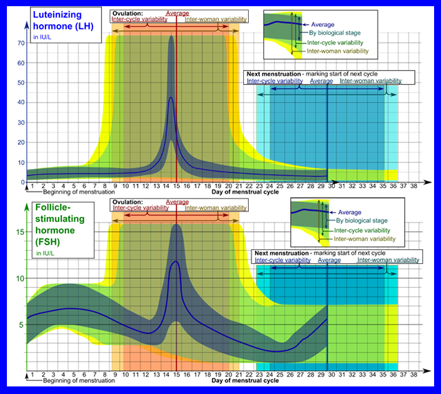 Graph showing levels of luteinizing hormone and follicle stimulating hormone during the menstrual cycle.